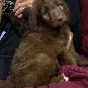 Red, Goldendoodle Puppy