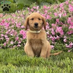 Flynn, Golden Retriever Puppy