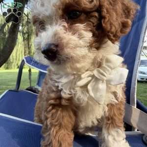 Chippy, Mini Bernedoodle Puppy