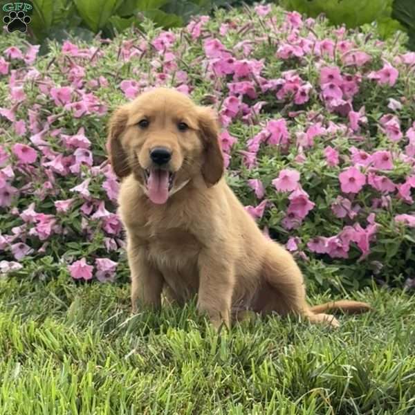 Flynn, Golden Retriever Puppy
