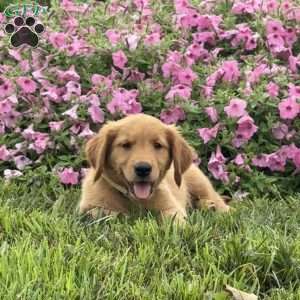 Flynn, Golden Retriever Puppy