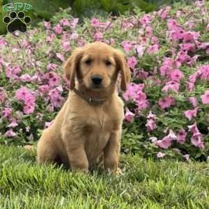 Frisky, Golden Retriever Puppy