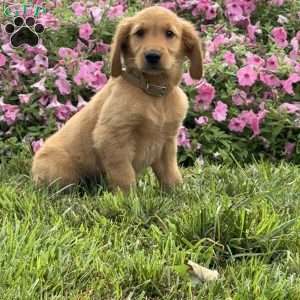 Frisky, Golden Retriever Puppy
