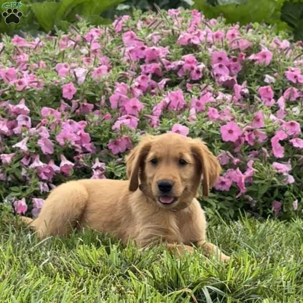 Frisky, Golden Retriever Puppy