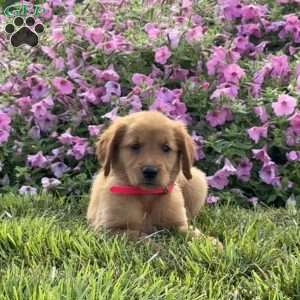 Fancy, Golden Retriever Puppy