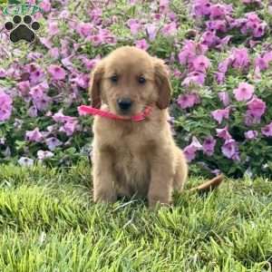 Fancy, Golden Retriever Puppy