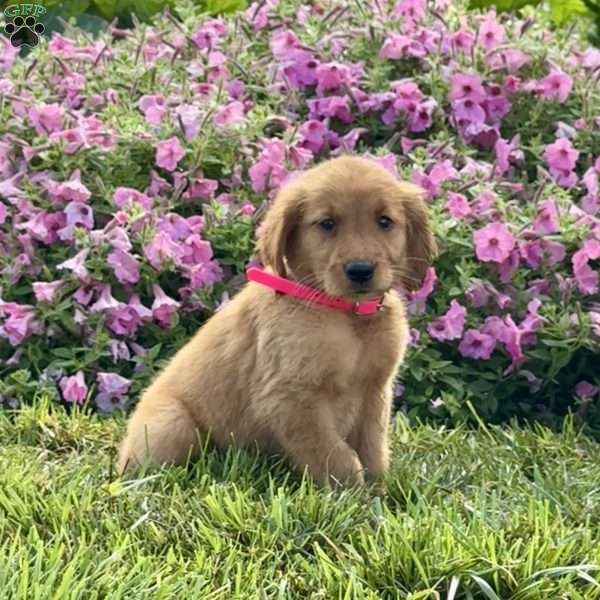 Fancy, Golden Retriever Puppy