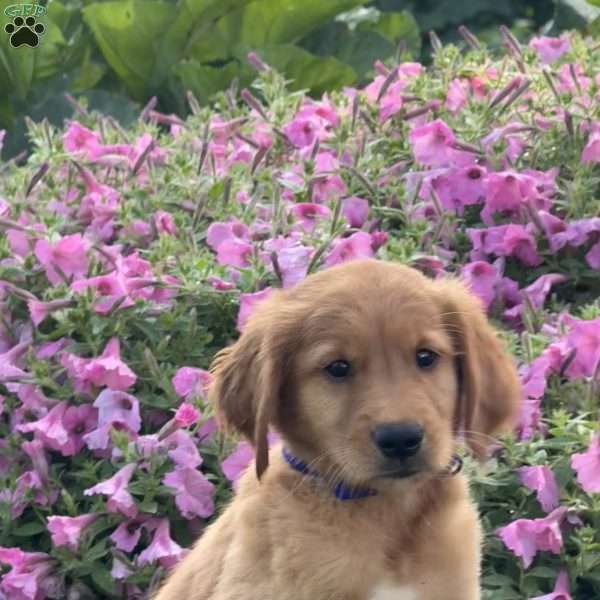Flash, Golden Retriever Puppy