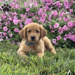 Foxy, Golden Retriever Puppy