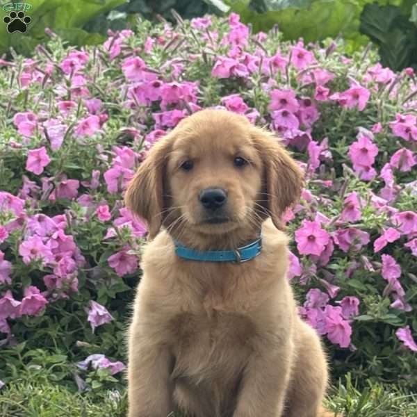 Foxy, Golden Retriever Puppy