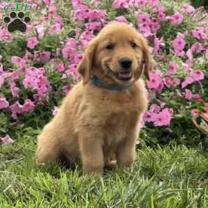 Foxy, Golden Retriever Puppy