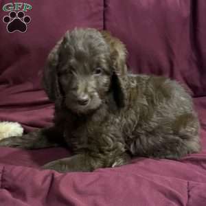 Green, Goldendoodle Puppy