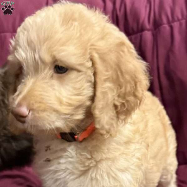 Orange, Goldendoodle Puppy