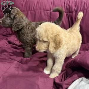 Orange, Goldendoodle Puppy
