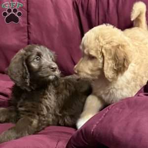 Orange, Goldendoodle Puppy