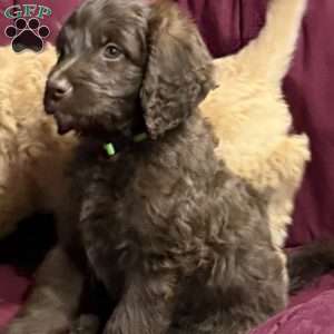 Green, Goldendoodle Puppy