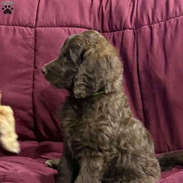 Green, Goldendoodle Puppy