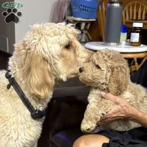 Blue, Goldendoodle Puppy
