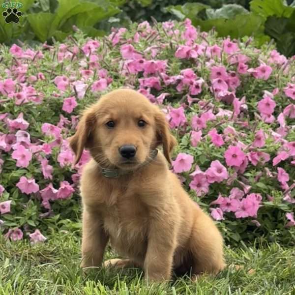 Fonzi, Golden Retriever Puppy