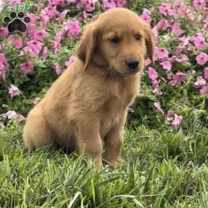 Fonzi, Golden Retriever Puppy