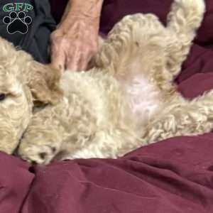 Blue, Goldendoodle Puppy