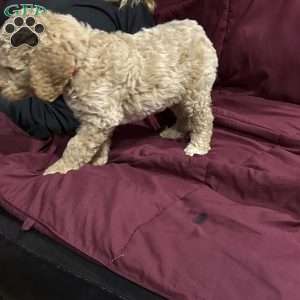 Blue, Goldendoodle Puppy