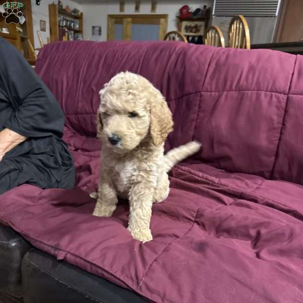 Blue, Goldendoodle Puppy