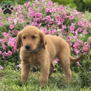 Fonzi, Golden Retriever Puppy