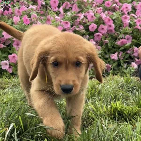 Frankie, Golden Retriever Puppy