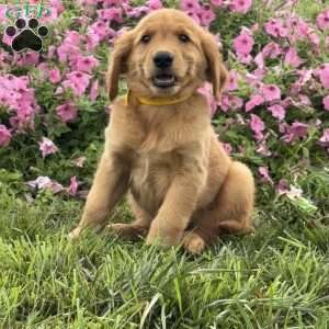 Frankie, Golden Retriever Puppy