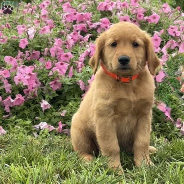 Fiona, Golden Retriever Puppy
