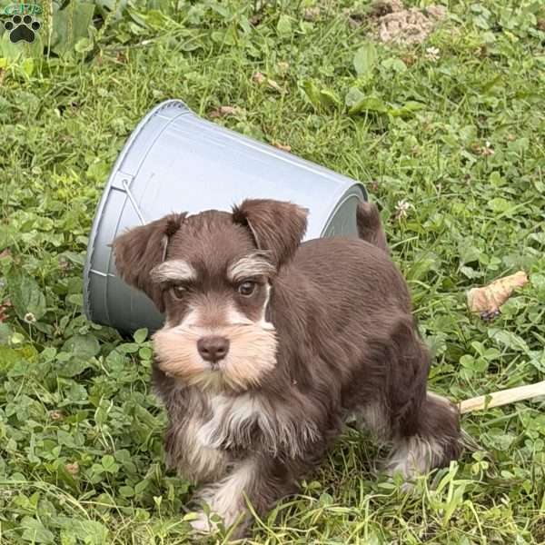 Baxter, Miniature Schnauzer Puppy