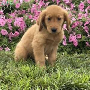 Flower, Golden Retriever Puppy