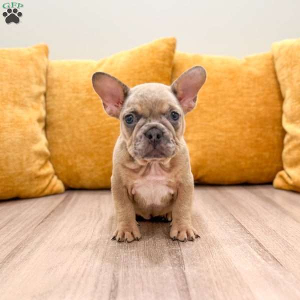 Molly, French Bulldog Puppy