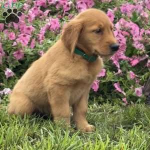 Flower, Golden Retriever Puppy