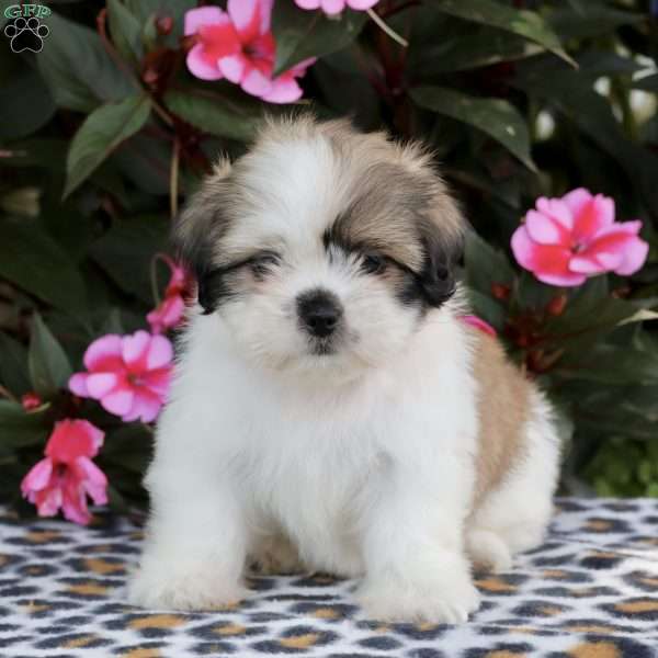 Cookie, Shih Tzu Puppy