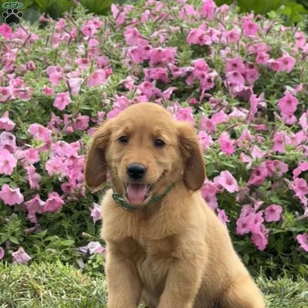 Flower, Golden Retriever Puppy