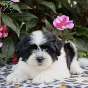 Cleo, Shih Tzu Puppy