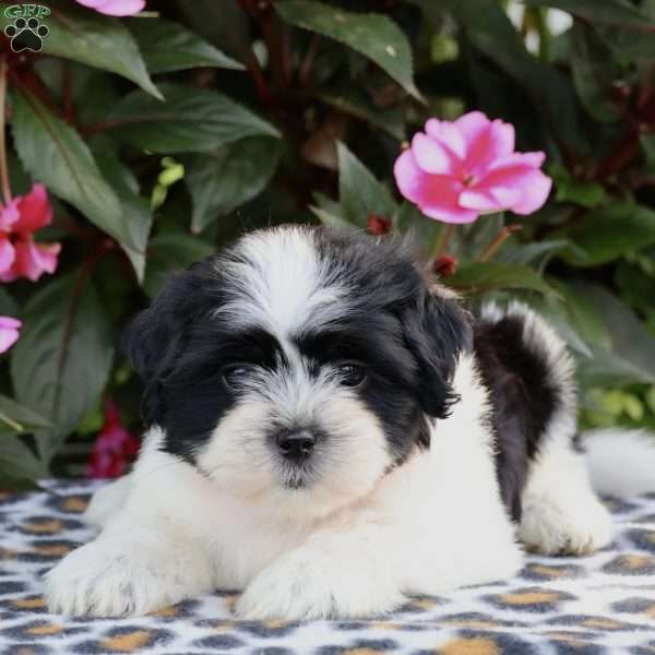Cleo, Shih Tzu Puppy