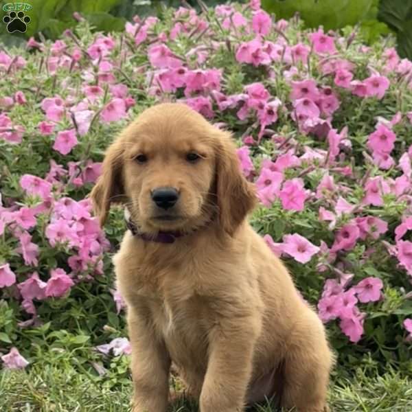 Fudge, Golden Retriever Puppy