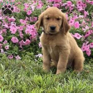 Fudge, Golden Retriever Puppy