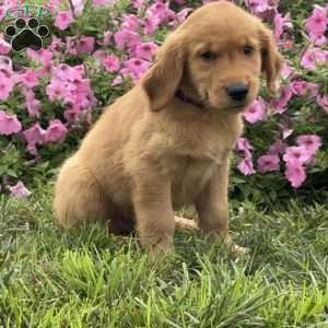 Fudge, Golden Retriever Puppy