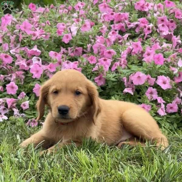 Fin, Golden Retriever Puppy