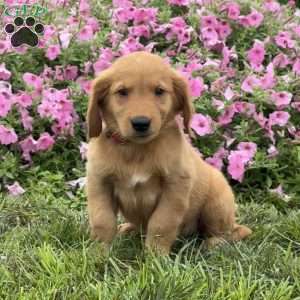 Fin, Golden Retriever Puppy