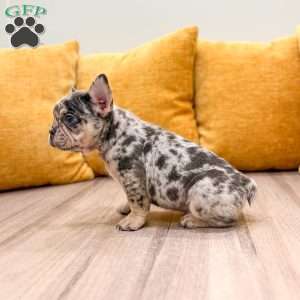 Leo, French Bulldog Puppy