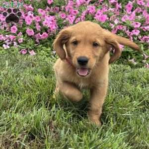 Fin, Golden Retriever Puppy