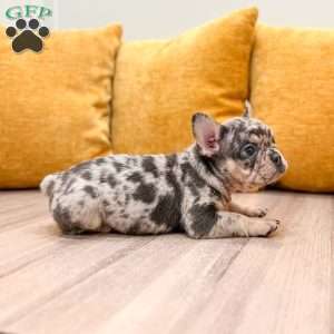 Leo, French Bulldog Puppy