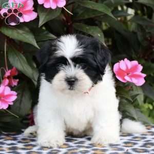 Cleo, Shih Tzu Puppy