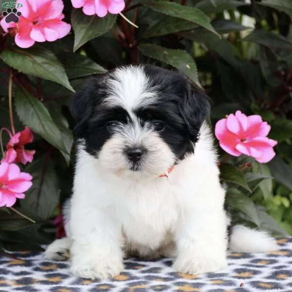 Cleo, Shih Tzu Puppy
