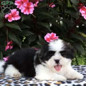Coco, Shih Tzu Puppy
